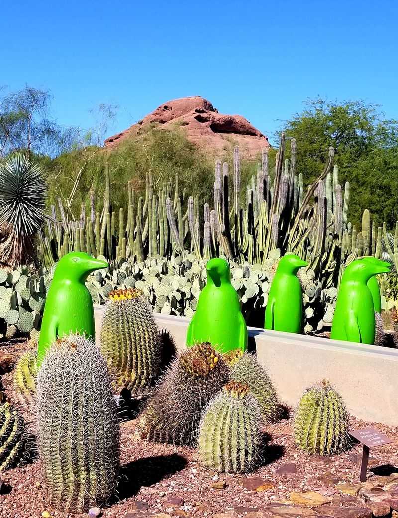 The Desert Botanical Garden Connection The Desert Botanical Garden Connection