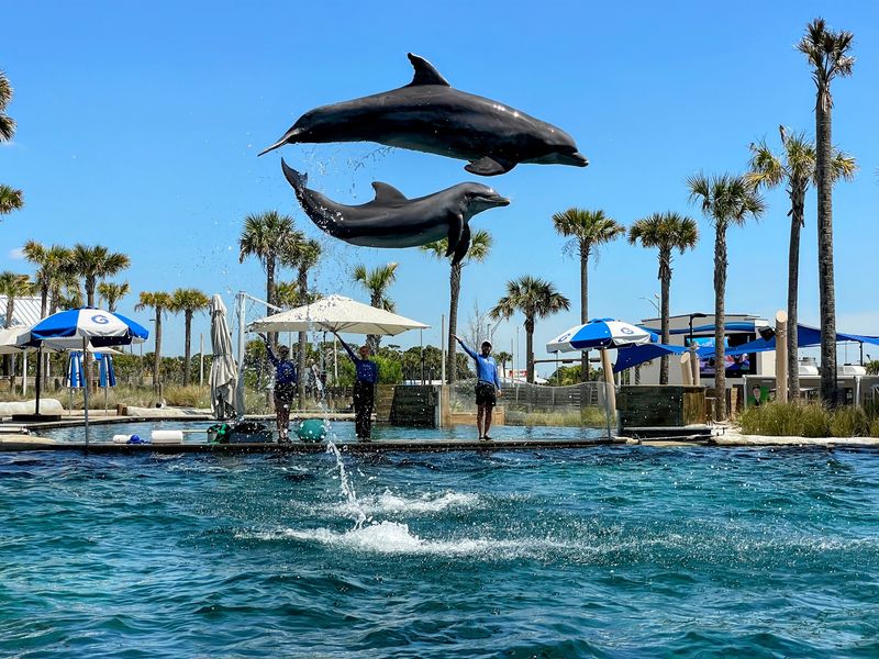 The Dolphin Show That Steals the Day The Dolphin Show That Steals the Day