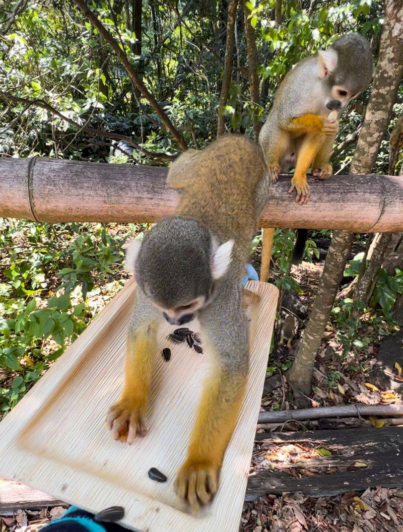 The Famous Chain-and-Bowl Feeding Trick
