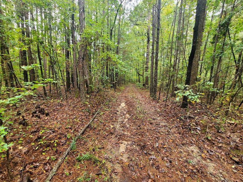 The Forest Trails and Walking Paths, Oconee National Forest, Georgia The Forest Trails and Walking Paths, Oconee National Forest, Georgia