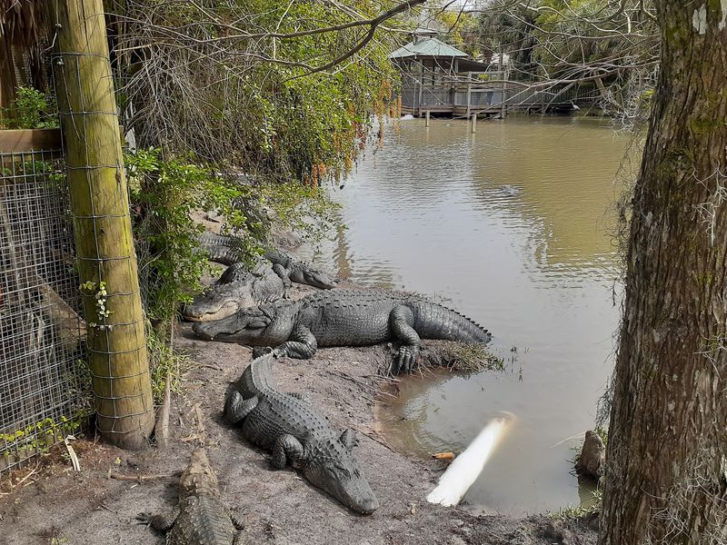 The Gator Park Feels Like a Mini Zoo