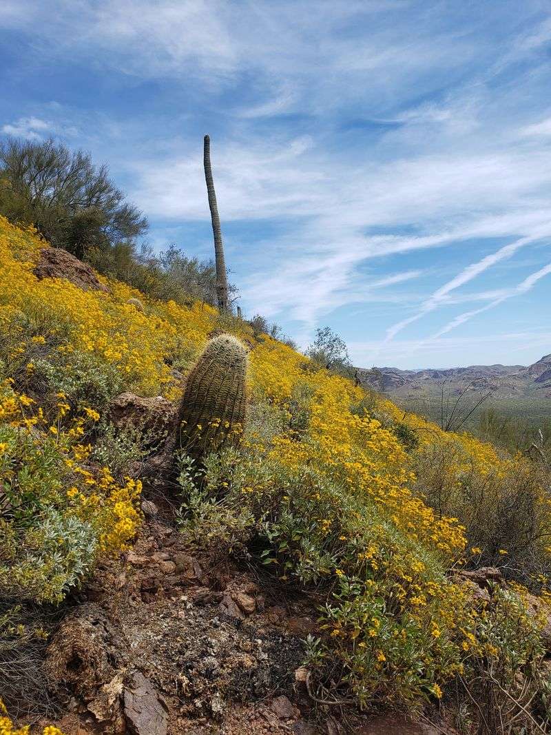 The Gentle Start Through Saguaro Country