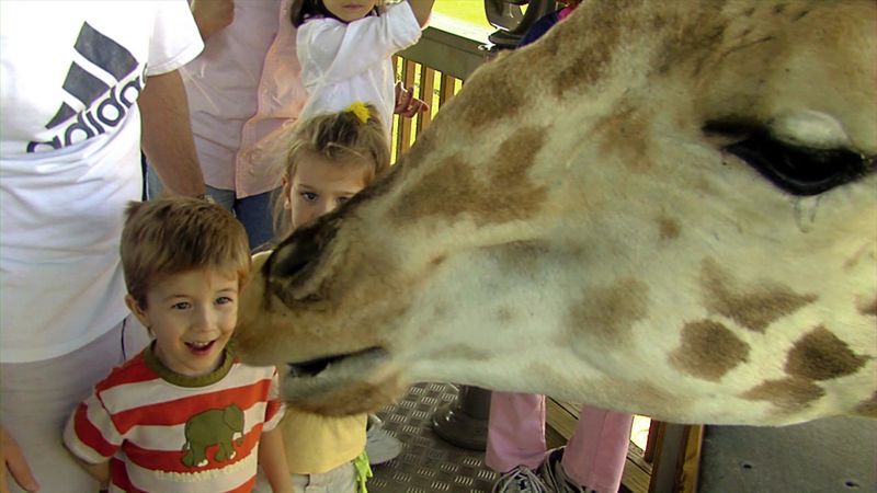The Giraffe Feeding Everyone Talks About