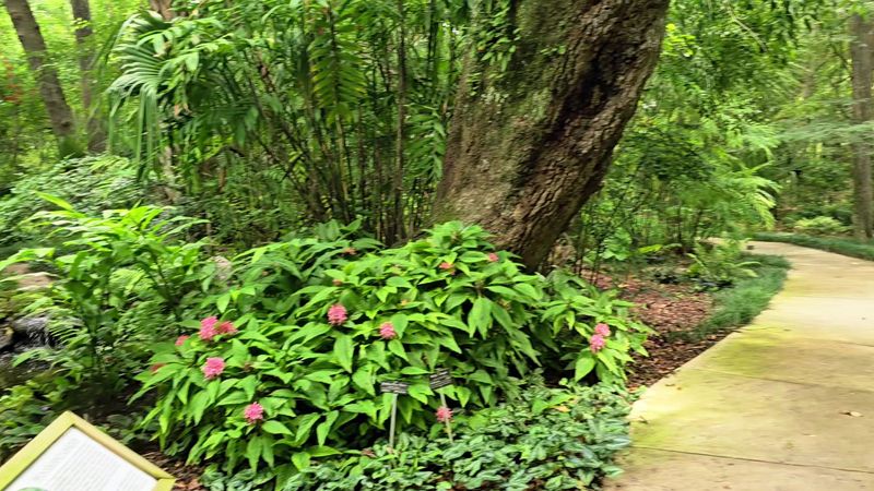 The Herb Garden Full of Surprises