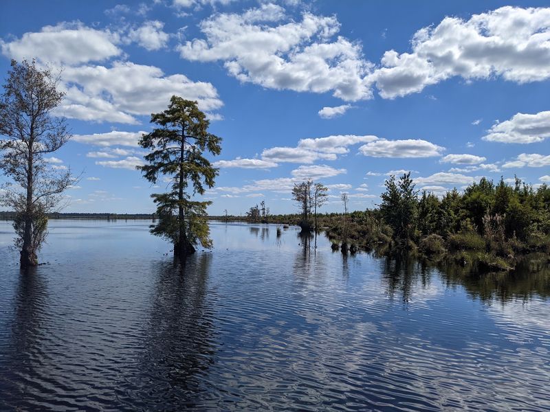 The Lake Hiding Inside the Great Dismal Swamp