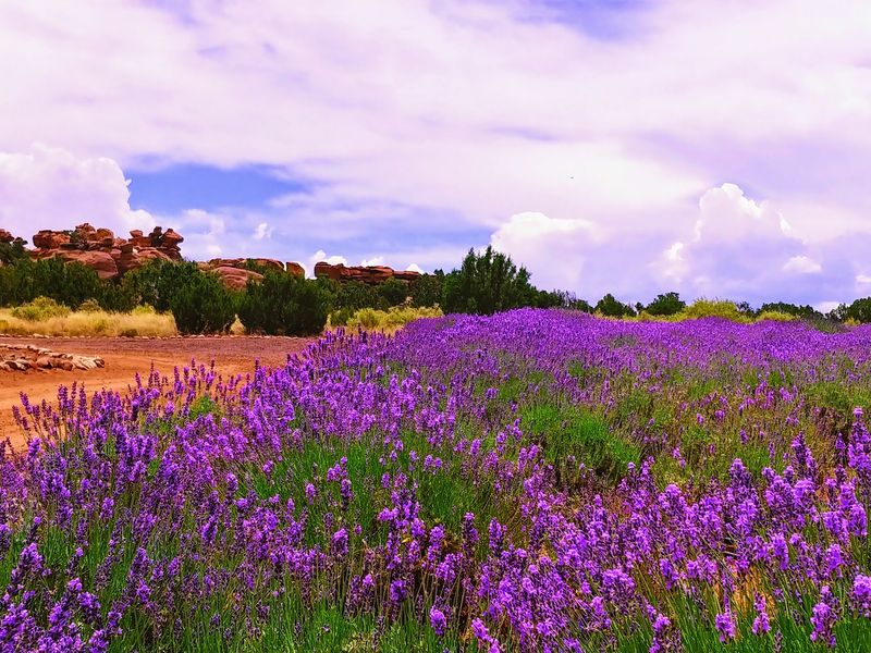 The Lavender Bloom And Wine Event The Lavender Bloom And Wine Event