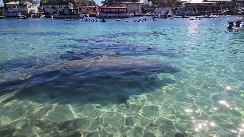 The Manatees That Steal the Show The Manatees That Steal the Show