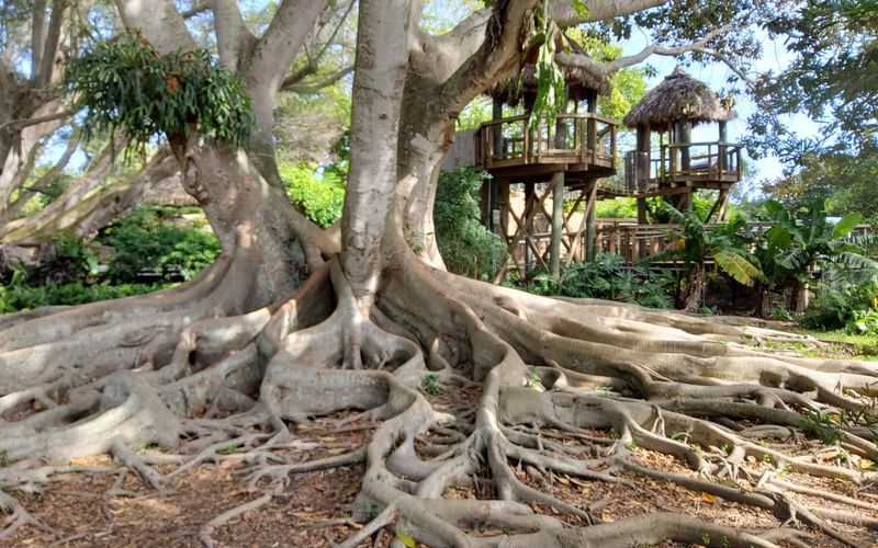 The Mighty Banyan Trees The Mighty Banyan Trees