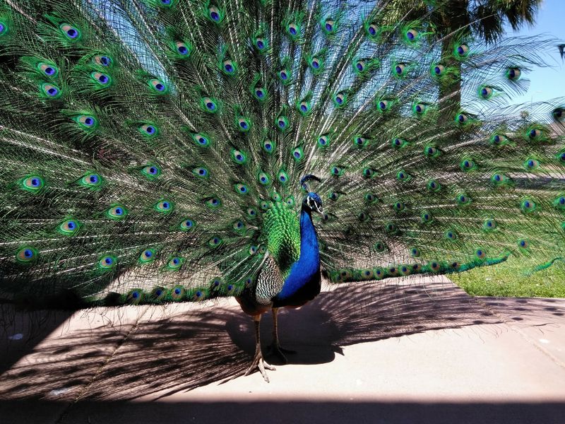 The Peacocks That Rule The Lawns The Peacocks That Rule The Lawns