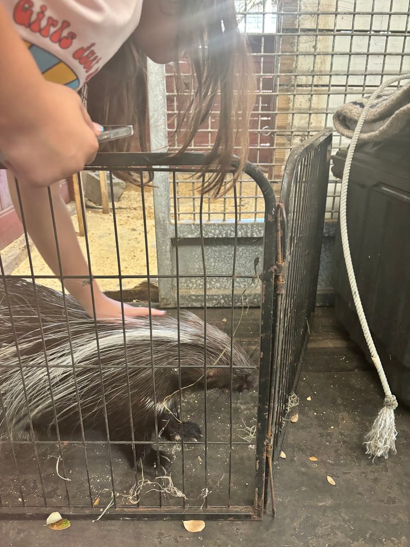 The Porcupine You Get to Scratch Behind the Ear The Porcupine You Get to Scratch Behind the Ear