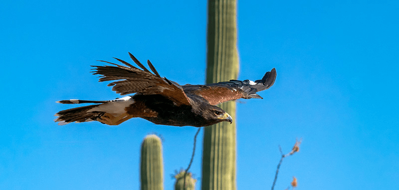 The Raptor Free Flight Show Everyone Talks About The Raptor Free Flight Show Everyone Talks About
