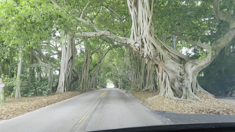 The Story Behind The Banyan Canopy The Story Behind The Banyan Canopy