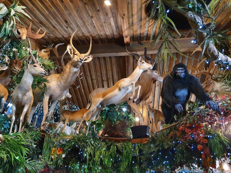 The Taxidermy Collection That Steals the Show The Taxidermy Collection That Steals the Show