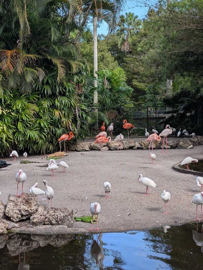 The Tram Tour and Animal Shows The Tram Tour and Animal Shows