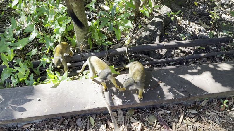 The Up-Close Encounter That Costs Extra