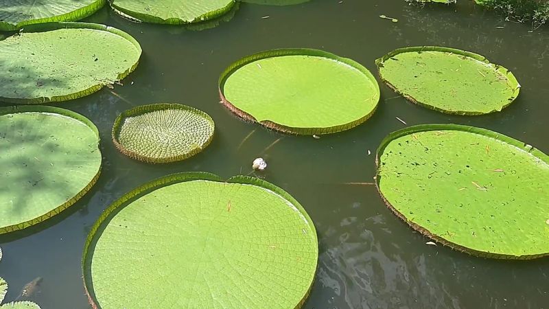 The Water Lilies That Steal the Show