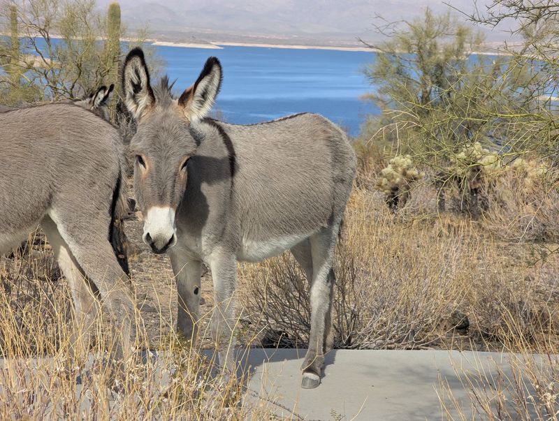 The Wild Burros That Steal the Show