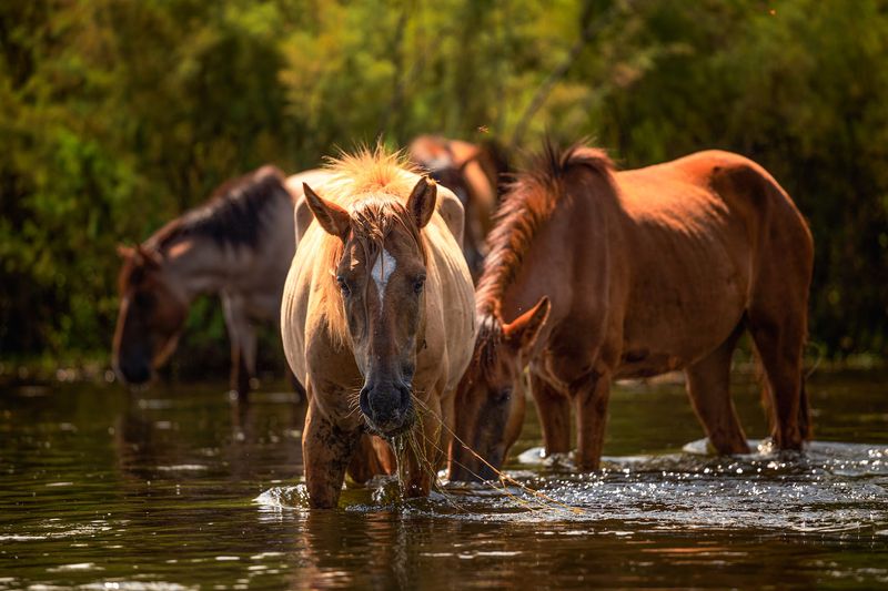The Wild Horses That Steal The Show
