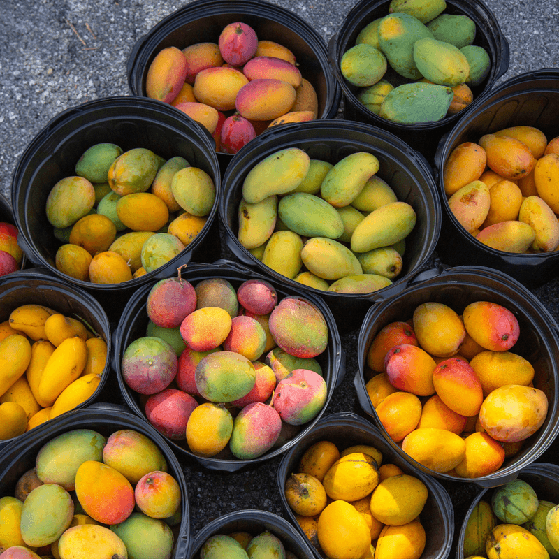 The vendor lineup reached from backyard orchards to specialty foods The vendor lineup reached from backyard orchards to specialty foods