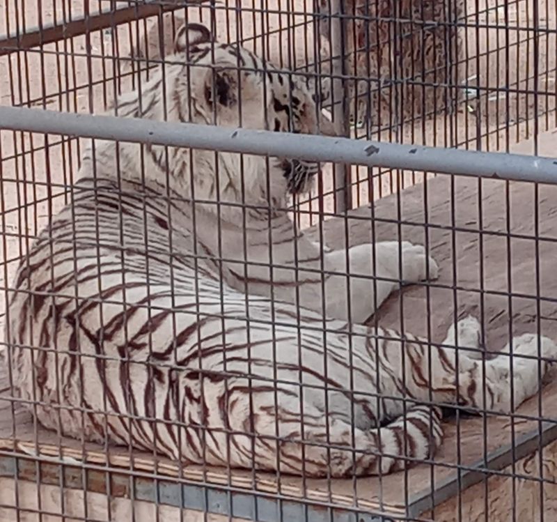 Tiger King's Cats Living Their Best Lives Tiger King's Cats Living Their Best Lives