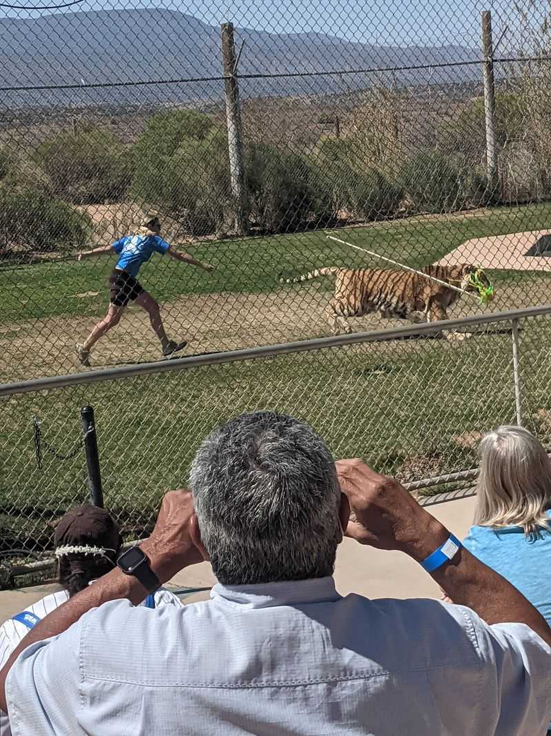 Tiger Splash, the Show People Rave About Tiger Splash, the Show People Rave About