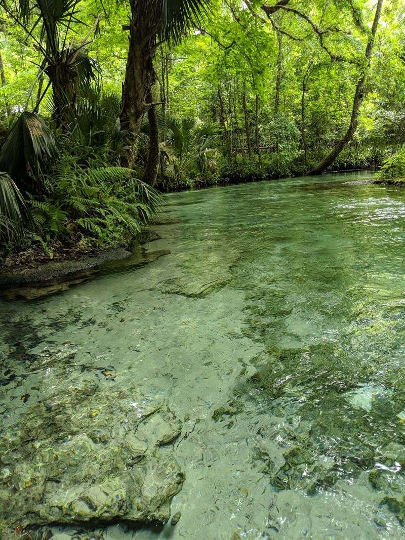 Turtles, Fish, and the Occasional Raccoon Turtles, Fish, and the Occasional Raccoon