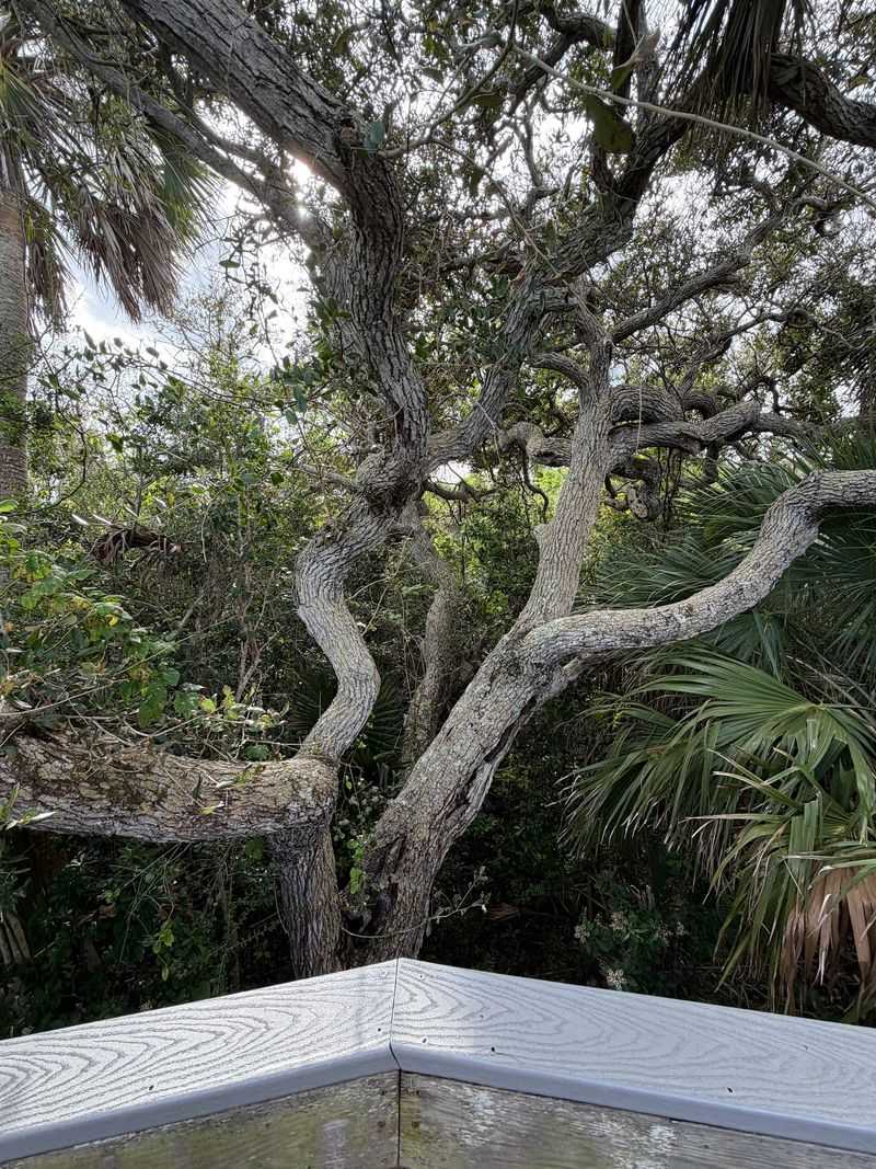 Twisted Oaks and Coastal Greenery Along the Way