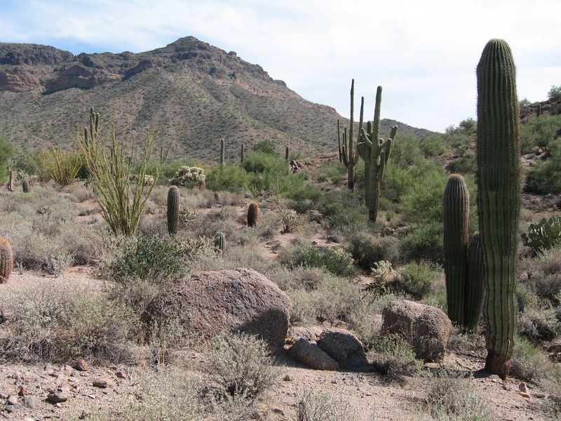 Usery Mountain Regional Park, Mesa Usery Mountain Regional Park, Mesa