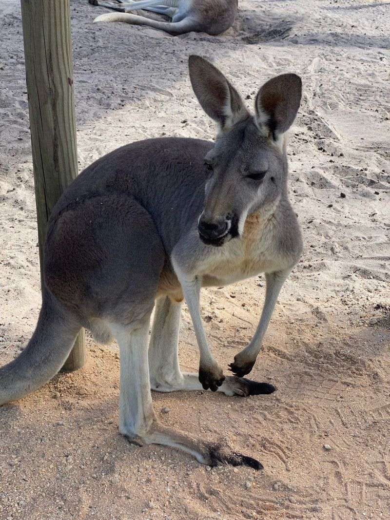 Walking Among the Kangaroos Walking Among the Kangaroos