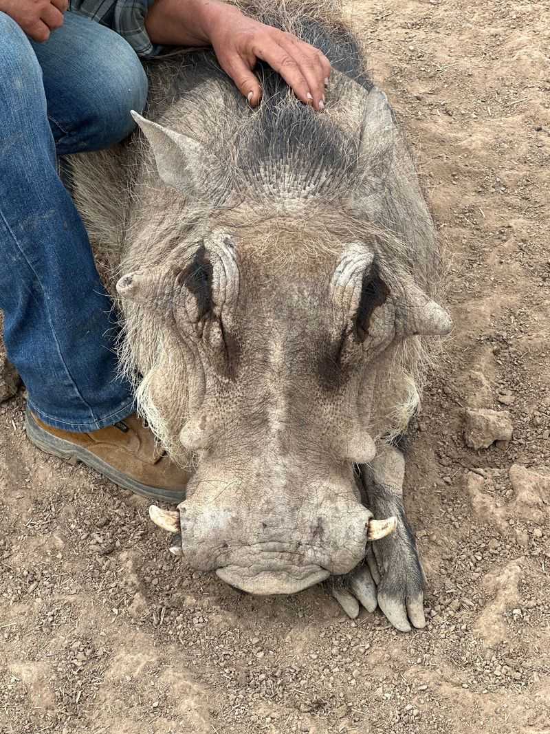 Warthogs, Porcupines, and a Water Buffalo Named the Big Puppy Warthogs, Porcupines, and a Water Buffalo Named the Big Puppy