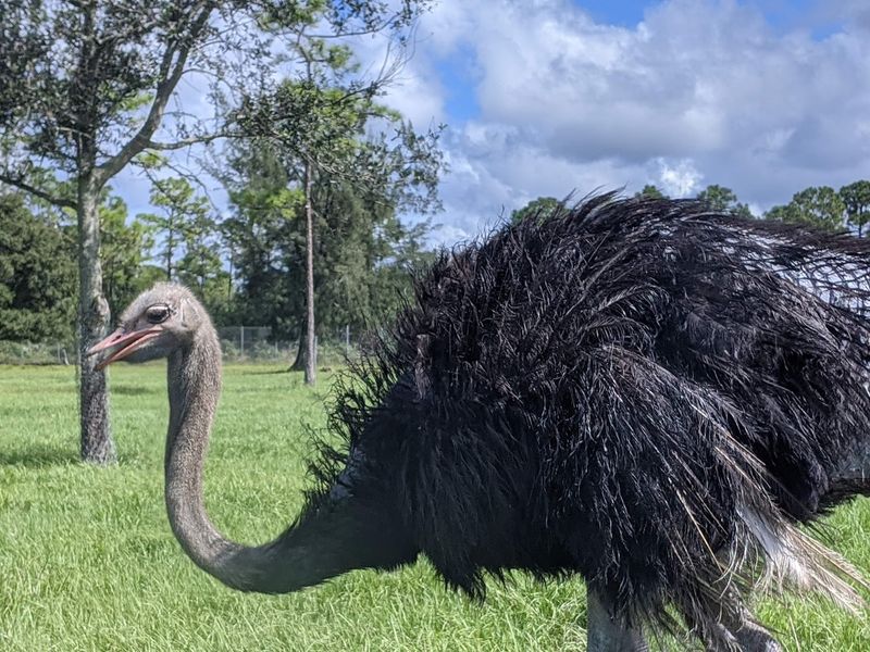 Watch Out for the Curious Ostriches