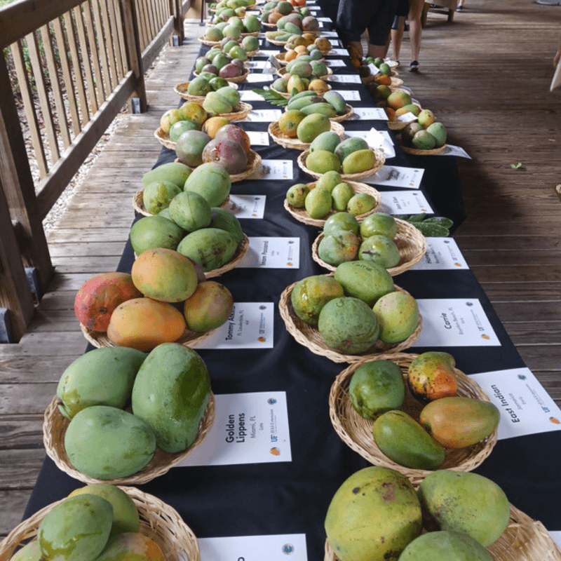 West Palm Beach hosted a mango festival—but the 2026 event has passed West Palm Beach hosted a mango festival—but the 2026 event has passed