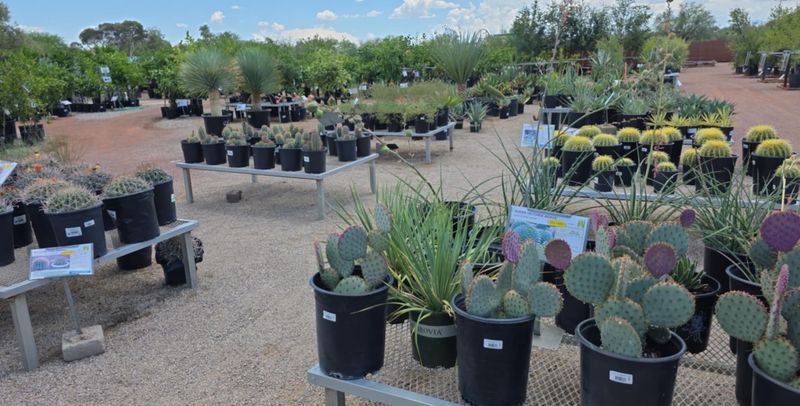 Where Desert Plant Seekers End Up on Houghton Road