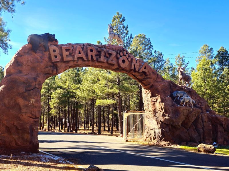 Where High-Country Arizona Turns Into Bear Country Where High-Country Arizona Turns Into Bear Country