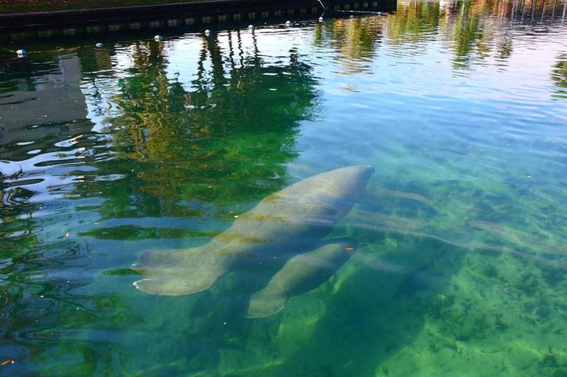 Where Manatees Rule the Water Where Manatees Rule the Water