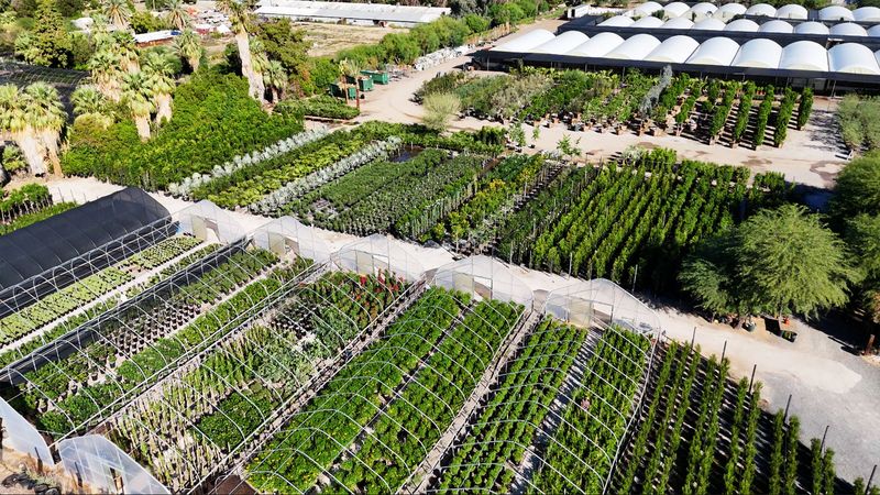 Where Ten Acres of Green Hide in South Phoenix Where Ten Acres of Green Hide in South Phoenix