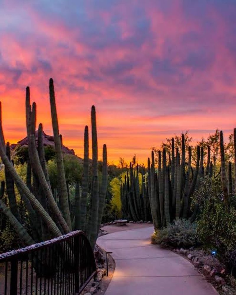 Where The Desert Comes Alive After Dark