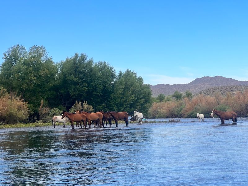 Where The Salt River Slows Down