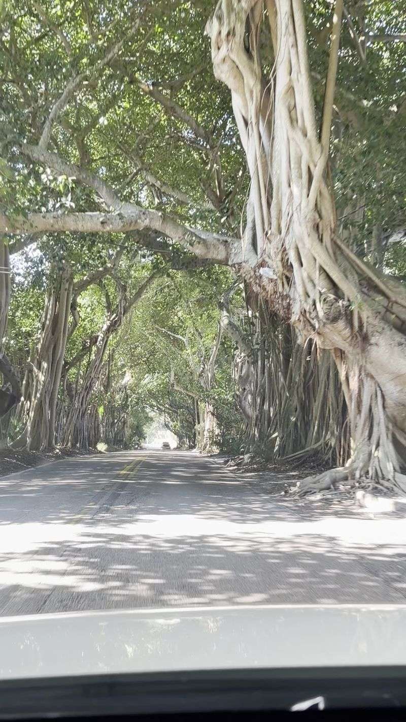 Where This Leafy Passage Lives Where This Leafy Passage Lives