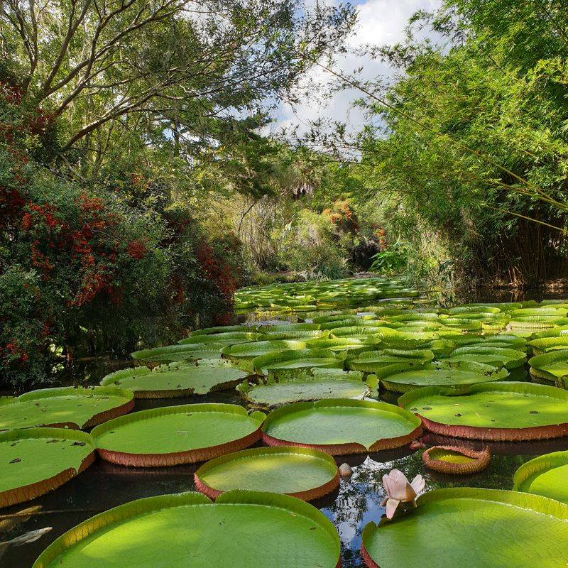 Where the Giant Lily Pads Live