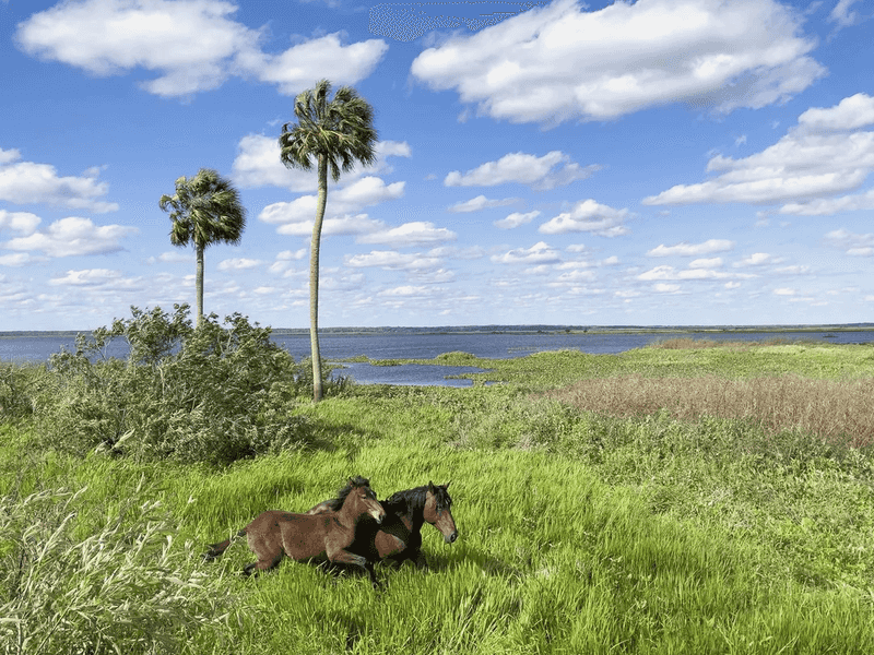 Where the Prairie Hides Near Gainesville Where the Prairie Hides Near Gainesville