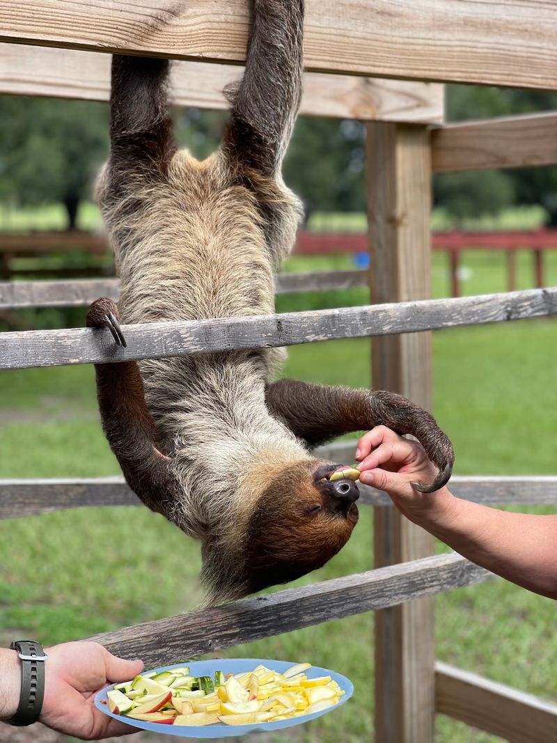 Where to Find This Sloth-Feeding Farm Where to Find This Sloth-Feeding Farm