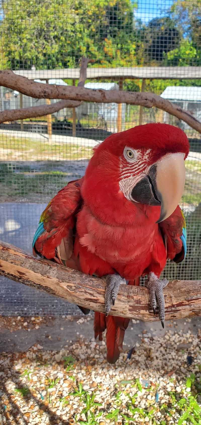 Why This Flock Is Worth the Trip Why This Flock Is Worth the Trip
