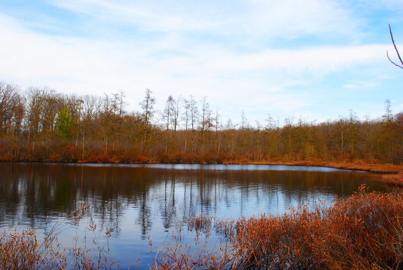 Why This Hidden Bog Deserves A Detour Why This Hidden Bog Deserves A Detour