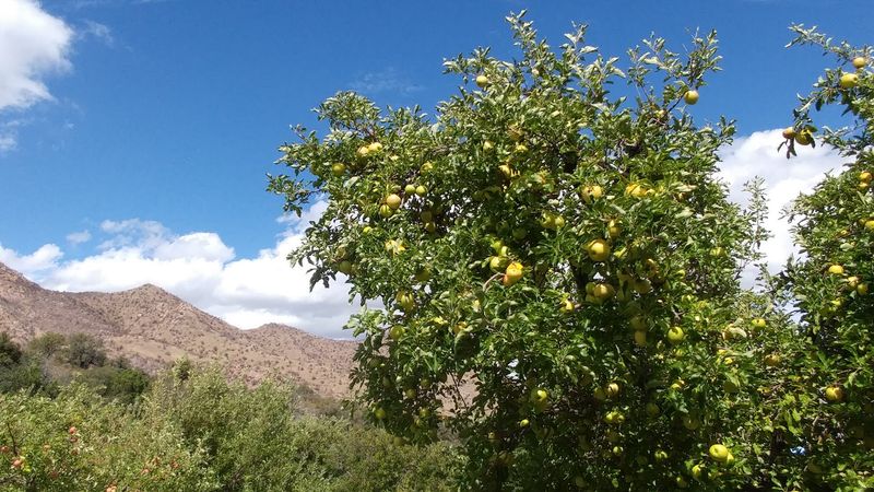 Why This Hidden Orchard Is Worth The Climb Why This Hidden Orchard Is Worth The Climb