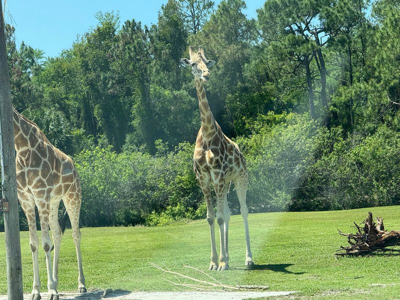 Why This Safari Earns the Trip