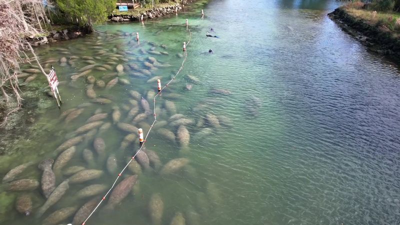 Why the Manatees Gather Here Every Winter