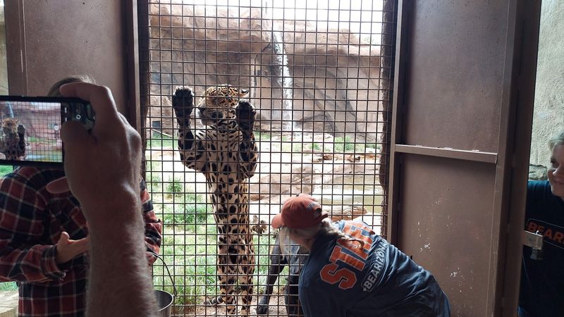 Wild Animals Right Outside The Window