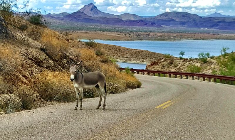 Wild Burros Roaming Between The Campsites