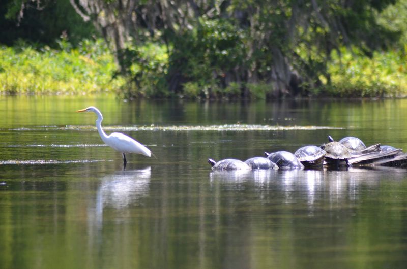 Wildlife Along the Water Wildlife Along the Water